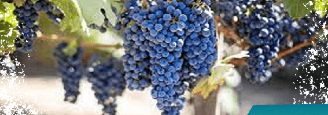 Grapes Cultivation in India: Required Climate, Varieties and Health Benefits
