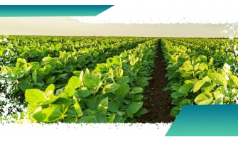 Profitable Soybean Cultivation Tips for Farmers